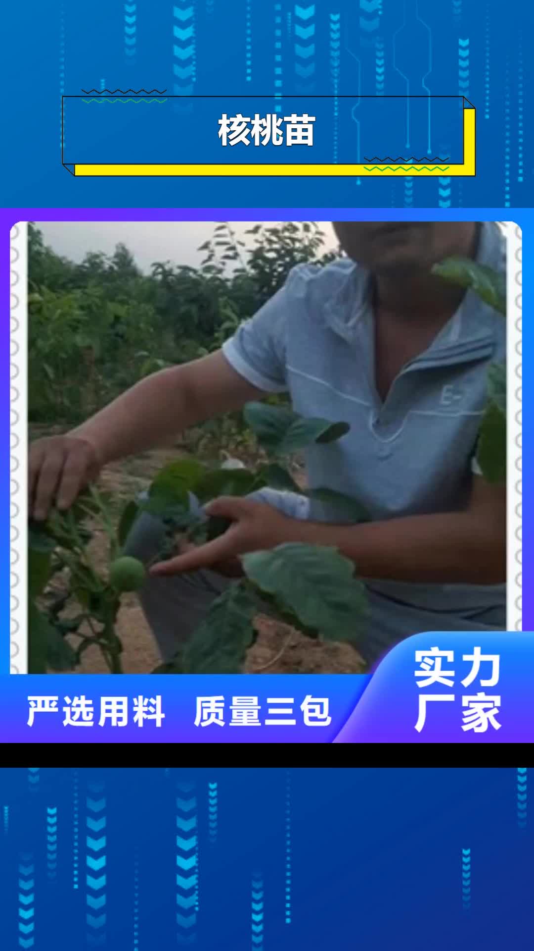 【苏州 核桃苗-蓝莓苗规格型号全】