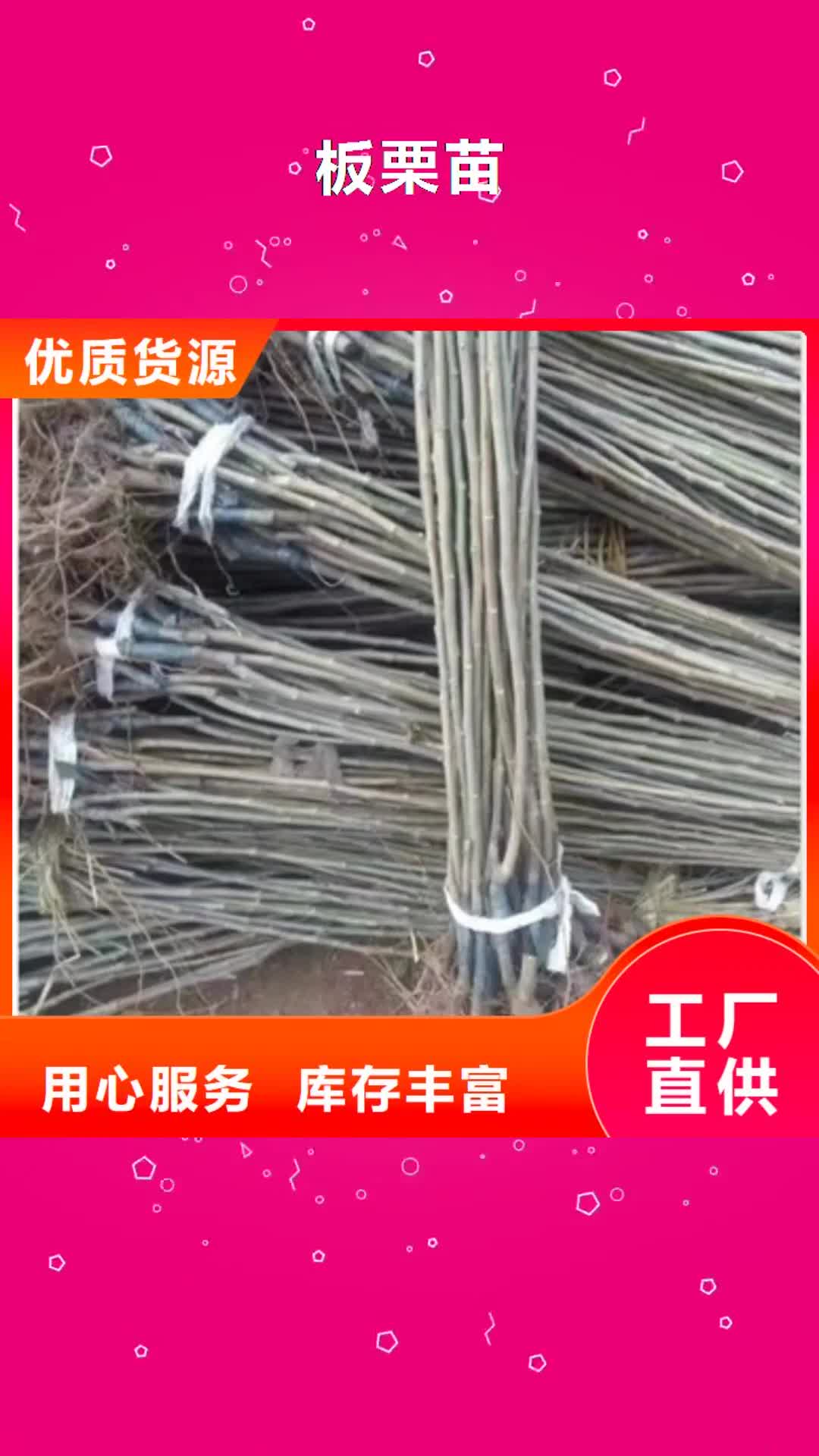 【甘南 板栗苗_核桃苗实拍展现】