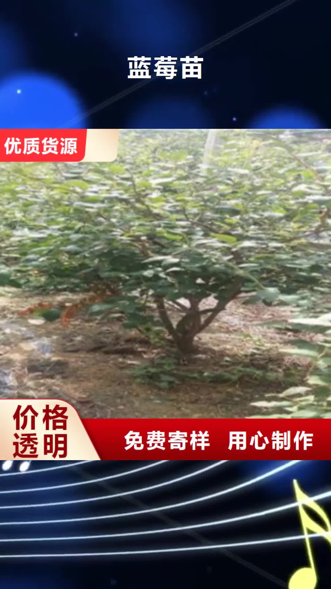 【陇南 蓝莓苗核桃苗工厂采购】