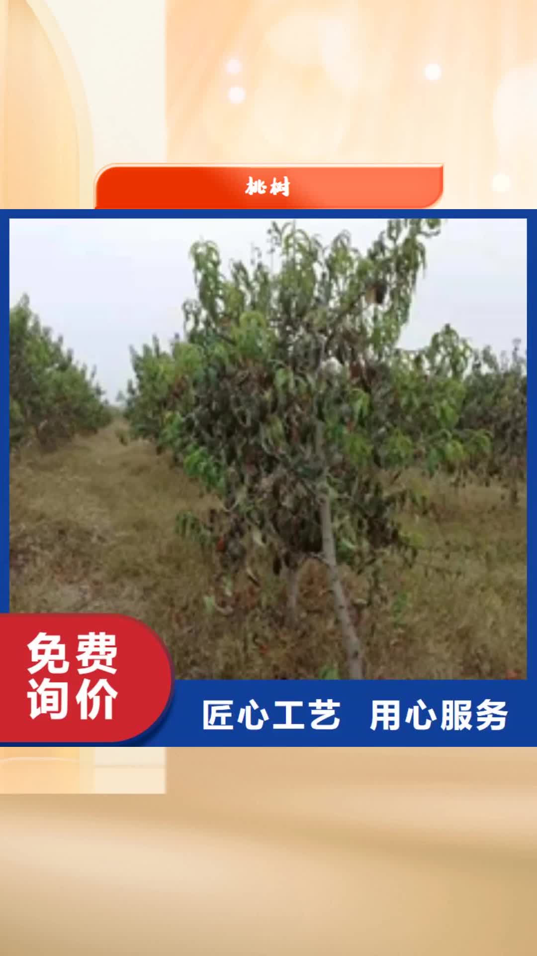 亳州 桃树【蓝莓苗】用品质说话