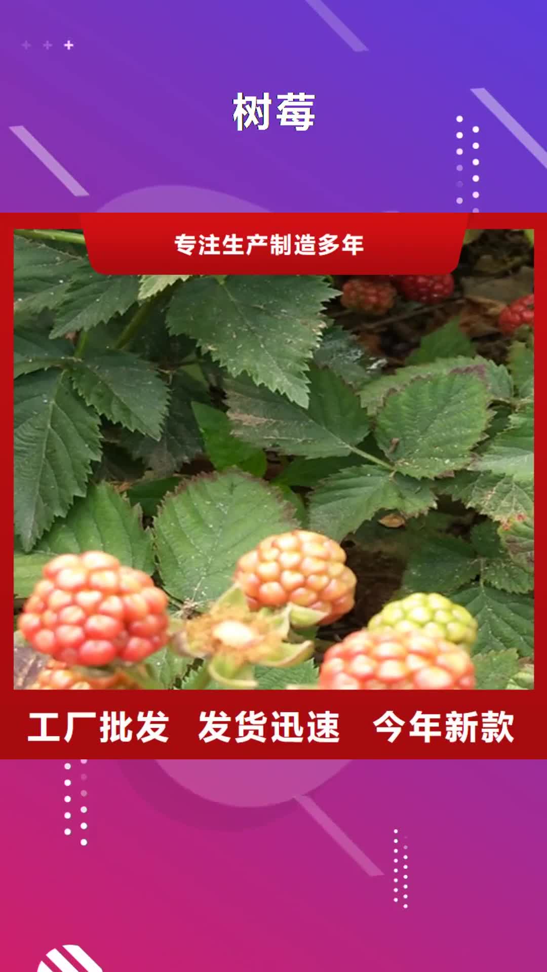【安徽 树莓,石榴树诚信经营】