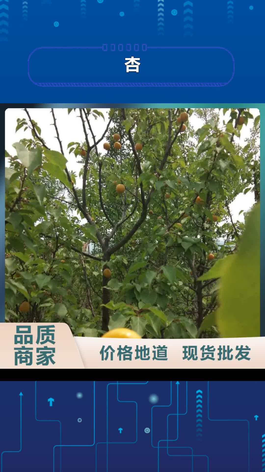 【汕头 杏苹果苗N年专注】